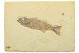 Uncommon Juvenile Fish Fossil (Mioplosus) - Wyoming #244627-1